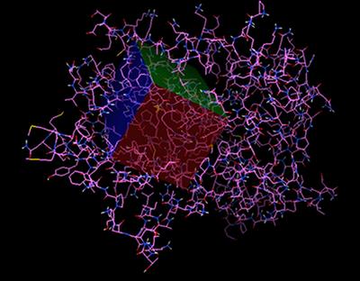 Protein Concentrates on Tepary Bean (Phaseolus acutifolius Gray) as a Functional Ingredient: In silico Docking of Tepary Bean Lectin to Peroxisome Proliferator-Activated Receptor Gamma